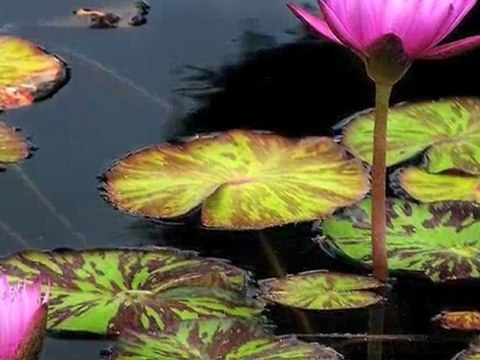 Visualisation guidée pour vous aider pendant la chimio