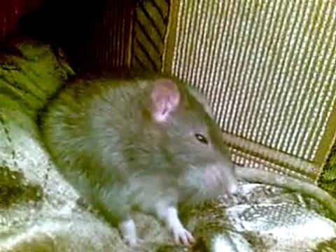 Надо-надо умываться...