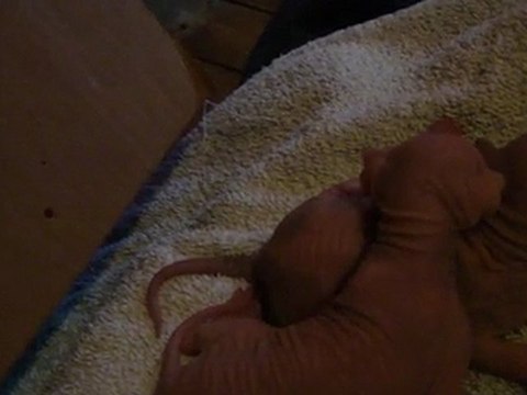 Mes bébés sphynx ont 5 jours!