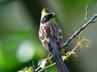 of' a farklı bir bakış