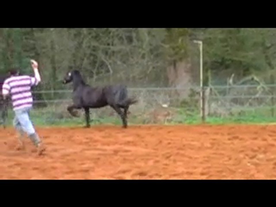 Viking du Breuil aux Biches