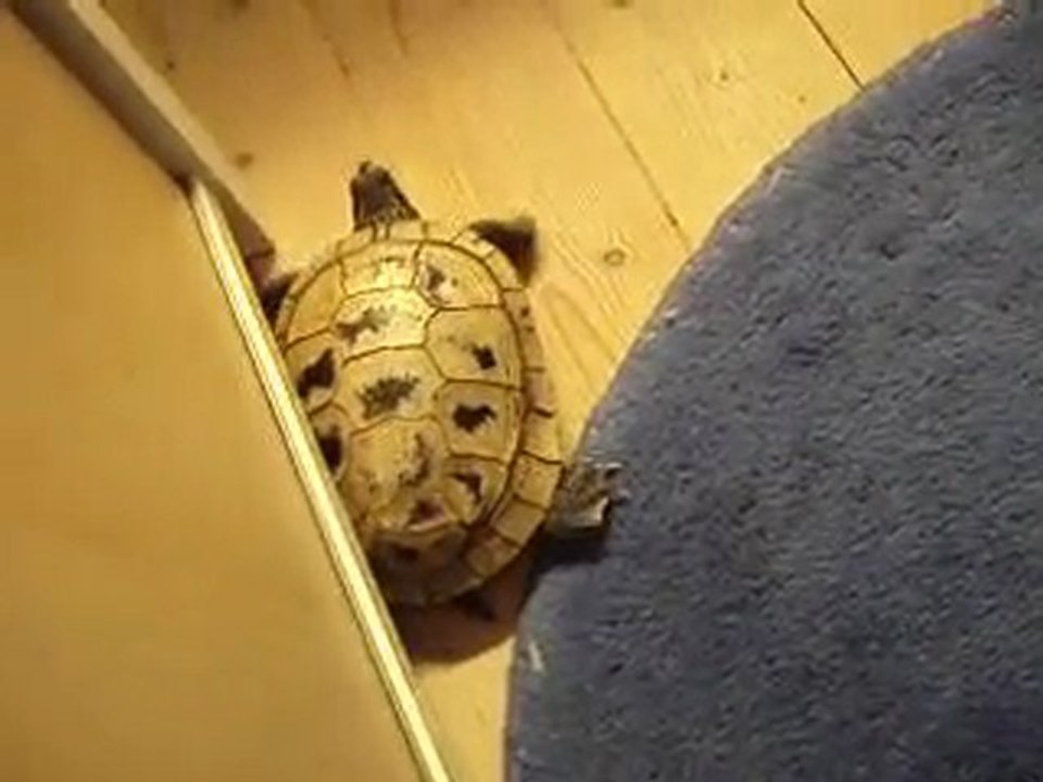 sköldpadda