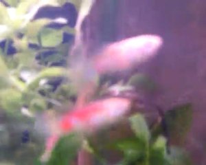 Guppy mâle Albinos