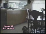 Animaux intelligen
