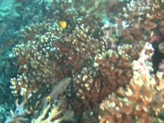 plongee a Chumphon Pinnacle koh tao