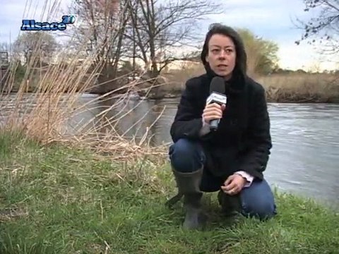 La réserve naturelle de l'Illwald (Sélestat)