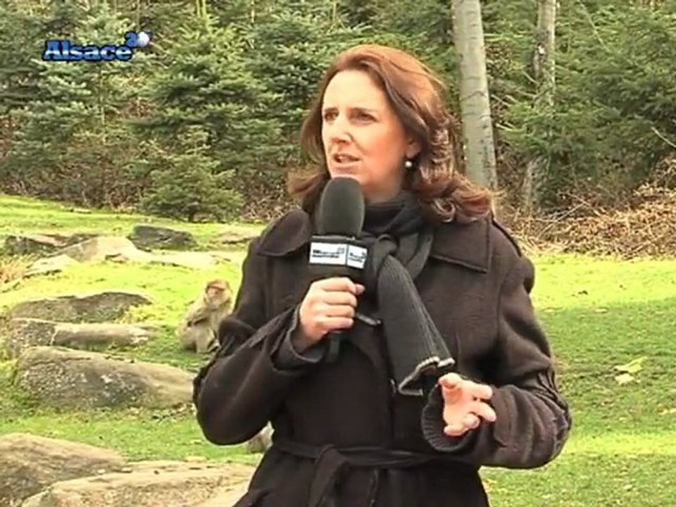 La Montagne des Singes (Kintzheim)