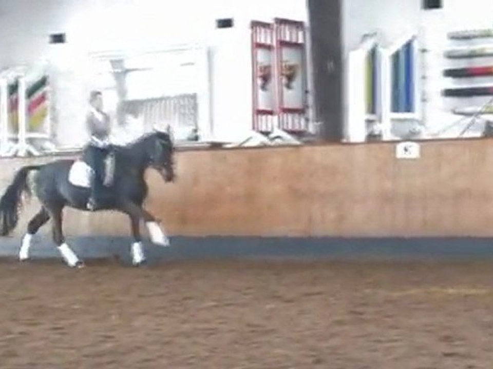 Dressage Horse: Solei by Stedinger