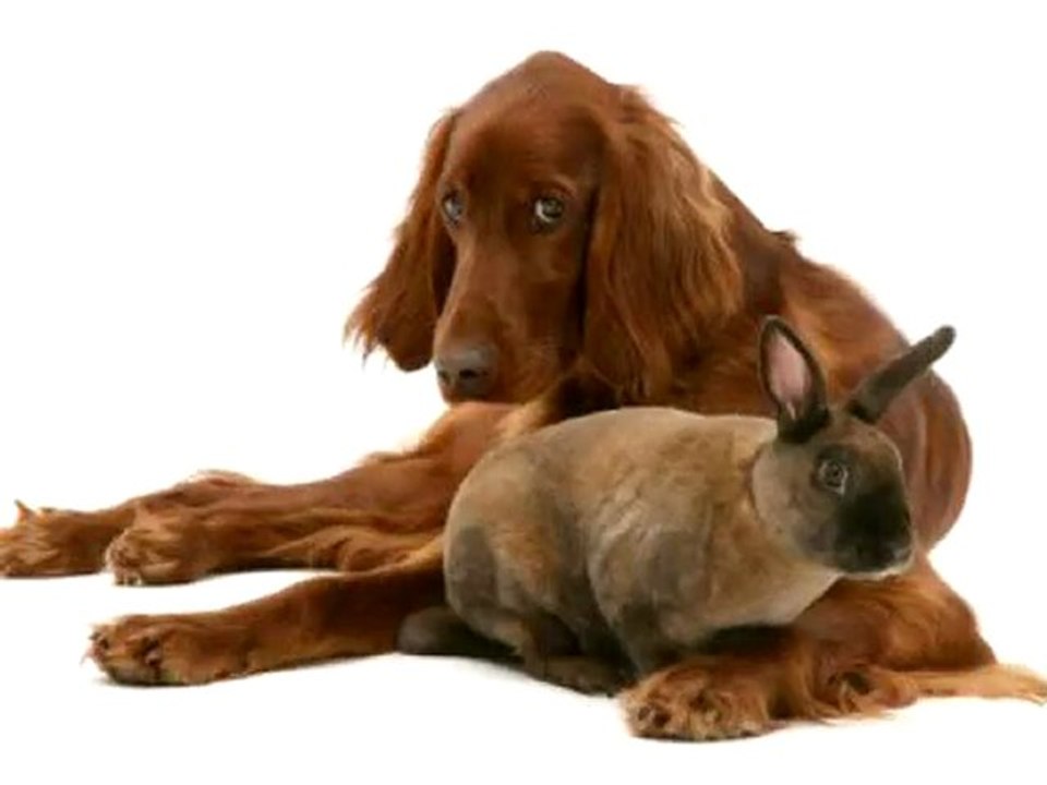 HAPPY EASTER !!..