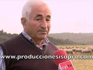 Ataque de Lobos en la comarca de Ciudad Rodrigo Salamanca