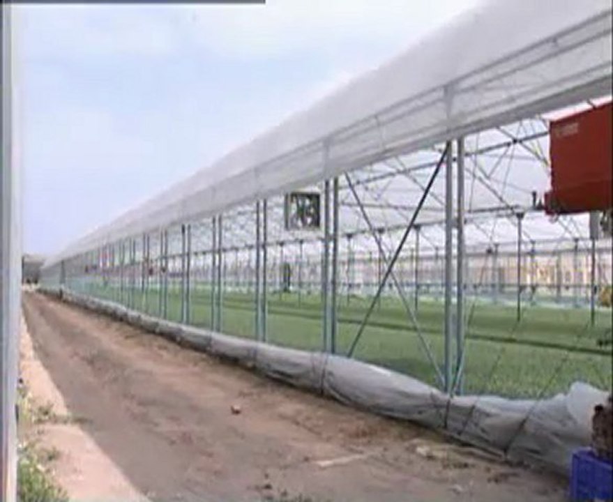 Yayçep - SEBZE HASTALIKLARI 1 (www.ZiraiDanismanlik.com)