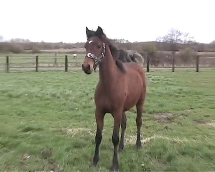 Virgule de la Barre