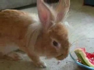 Cartoon eating Watermelon