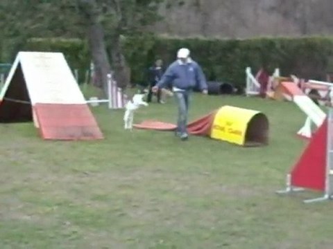 Cash Jack Russel Champion d'Agility