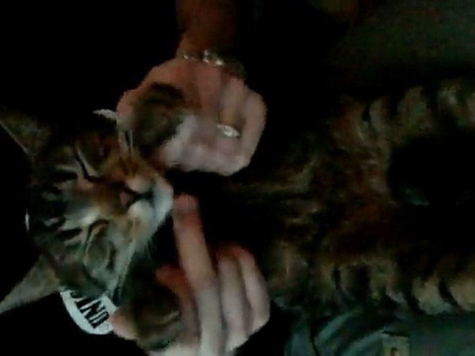 En avant Miaoutéor !