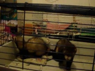 Lavande, c'est pas une furette, c'est une furie ! Pauv Tex