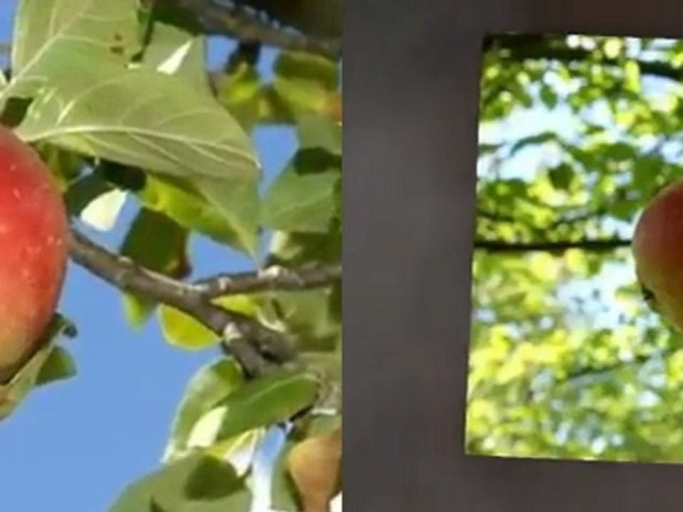 salyazı