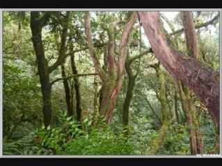 caminantes de tegueste