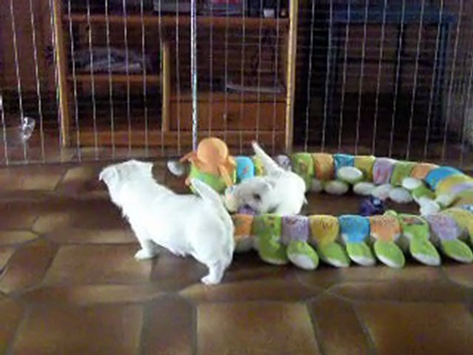 Bébés westies 5 semaines