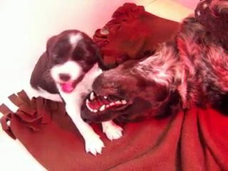 chiot epagneul breton 2