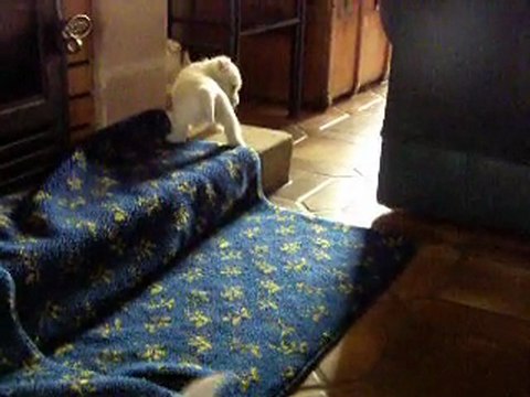 Bébés westies 5 semaines