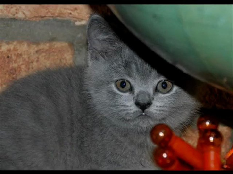 Black Box Cats