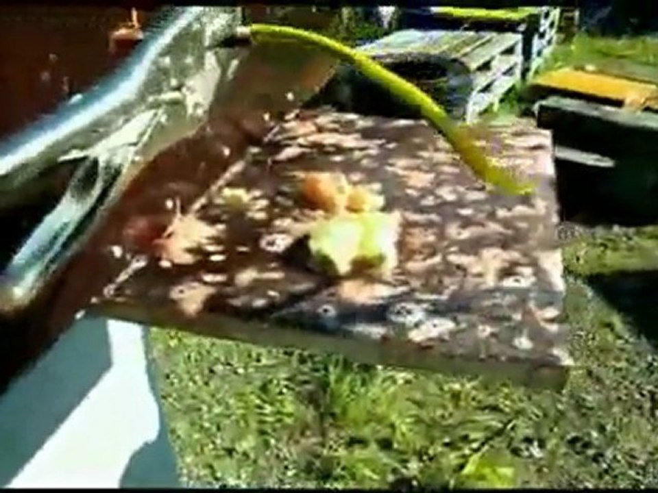 Elektrik le Karpuz Palatma