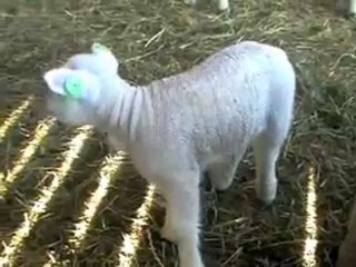 nieuwe lente nieuw leven