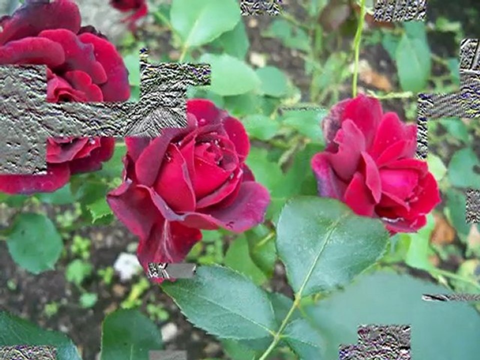 jardin prohibido