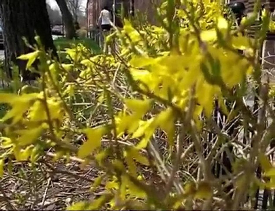 Spring into Chicago - Remixed