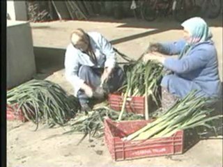 Yayçep -  Sebzelerin Hasat ve Depolanması