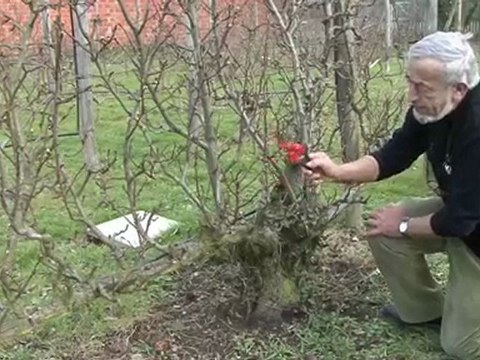 La taille des fruitiers aux Vergers de l'îlot