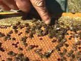 Aux alentours de Draguignan Marcel Poupon apiculteur
