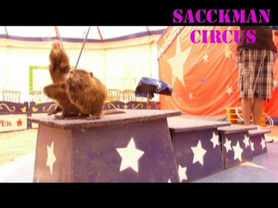 Les ragondins et leurs tabourets