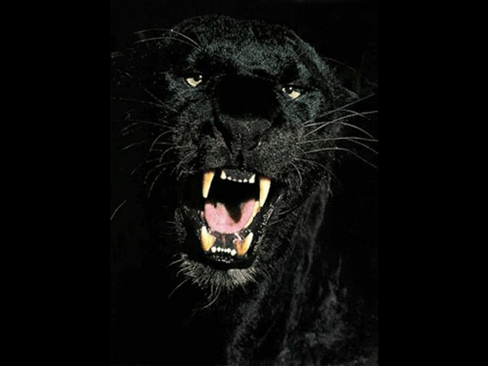 Mister Iceberg - Der Panther (Rilke)