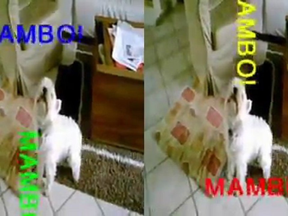 chien loup