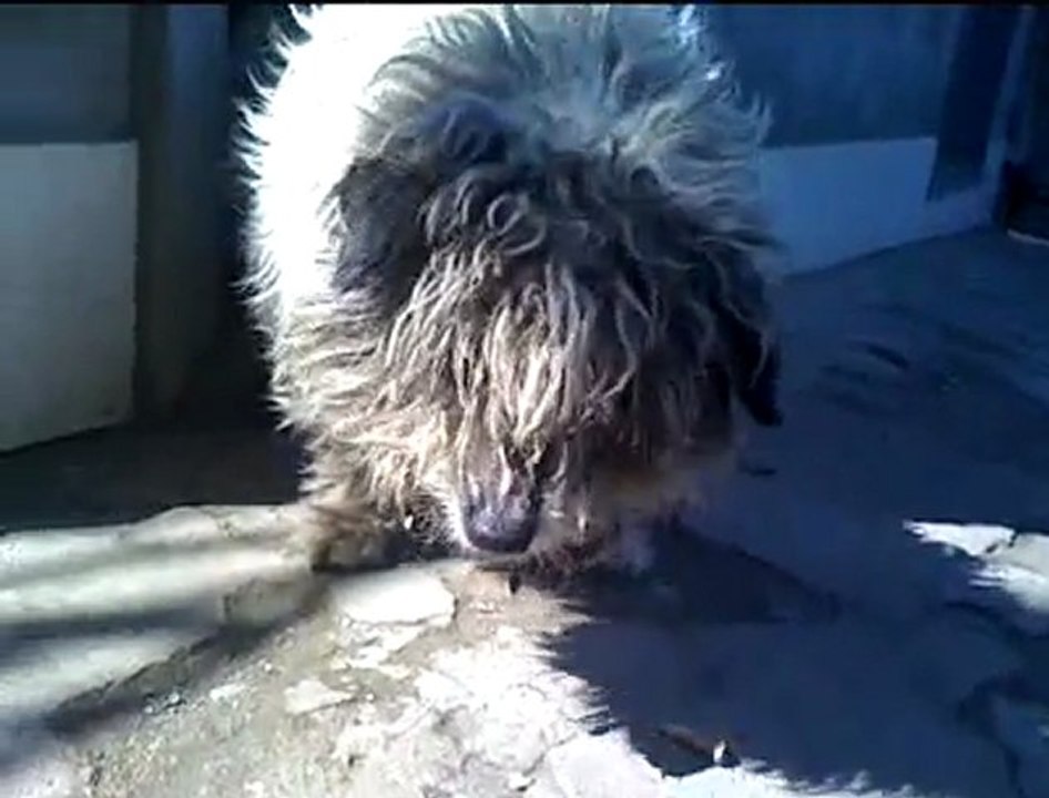 TOLI