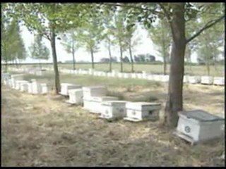 YAYÇEP - Arı Hastalıkları ve Zararlıları