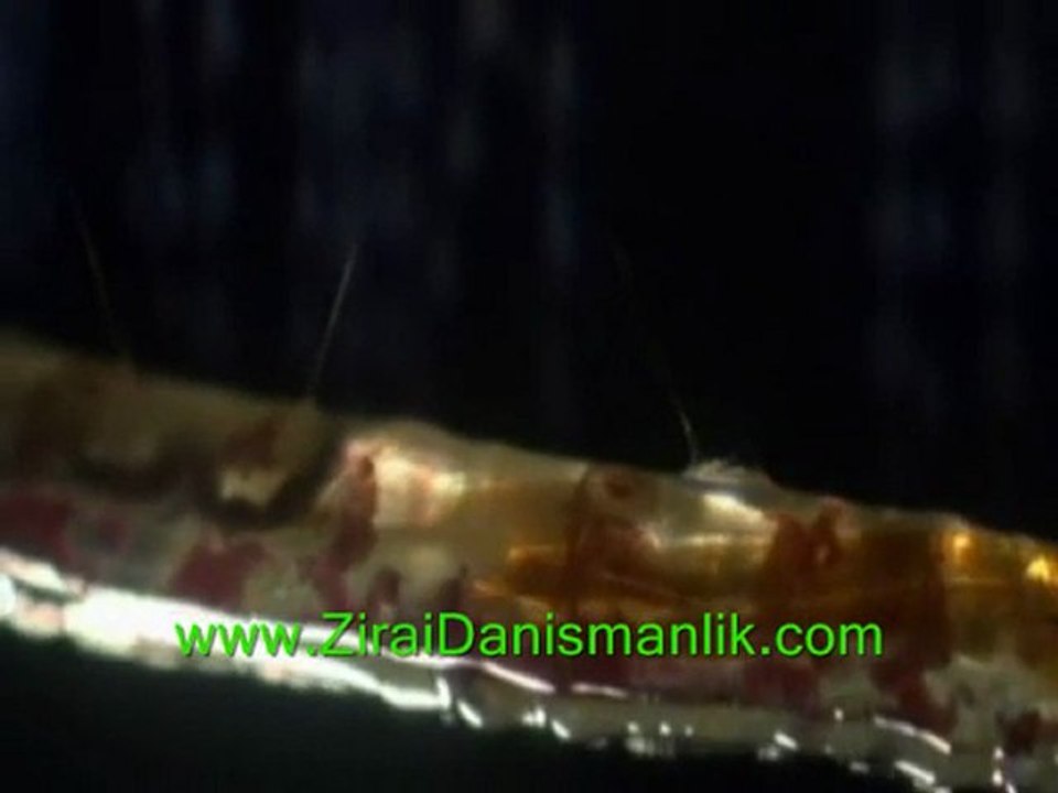 Av ve Avcı Belgesel (www.ZiraiDanismanlik.com)