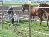 Quenzo chez les chevaux (02) , Paques 2010