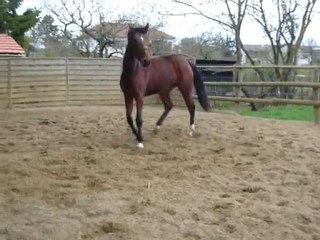 Toréa de Mécleuves, pouliche de 3 ans