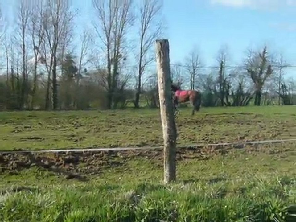 Interview d'une jeune Championne, Rosette, une jument d'4ans