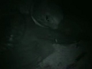 Tortue verte Guyane - Mana  30 mars 2010