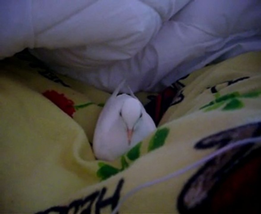 Fifi est dans le liit