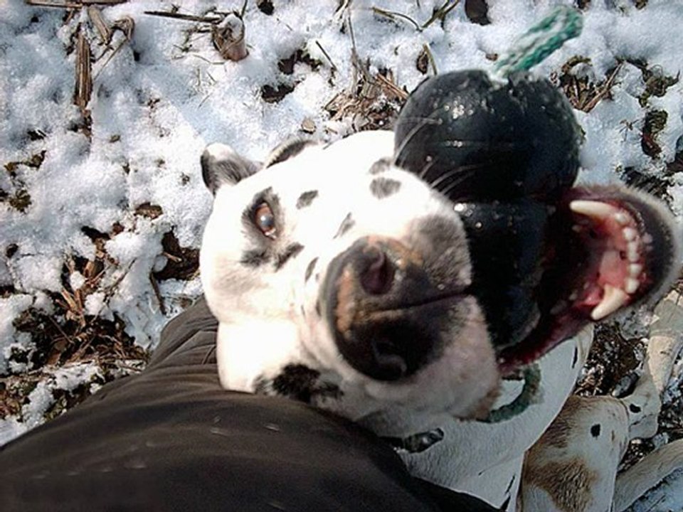 Chiens_a_adopter_dalmaSF_2010_04_04