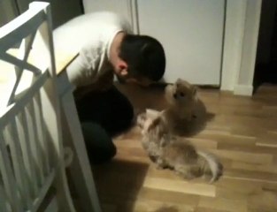 Husse Blir Tokig Vovve