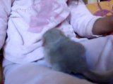video des bébés de leelou et de haribo 84 grs et 88 grs
