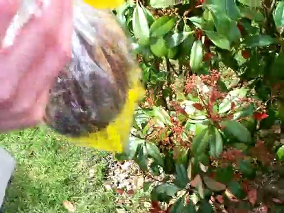 le 04 avril 2010, chasse aux oeufs de Pâques