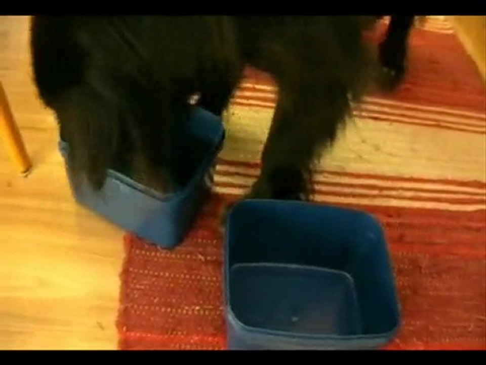 Aktivera din hund 1