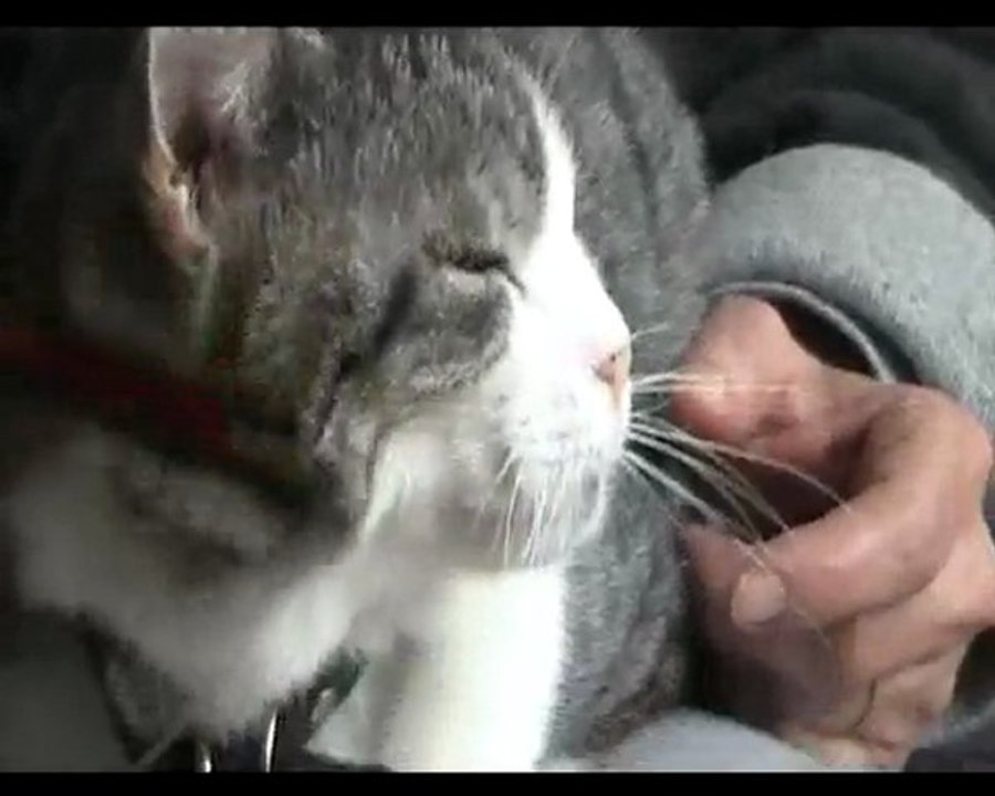 Félix 2010 01 03 avril 2010